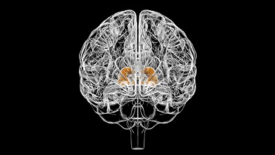 医学概念3D脑丘脑解剖