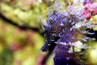 咸水水族缸中地中海海马的剖面图-口状海马