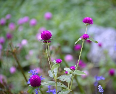 花