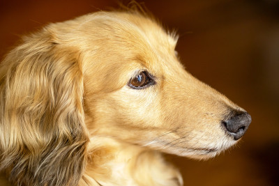 脸在侧面的棕色微型腊肠犬。