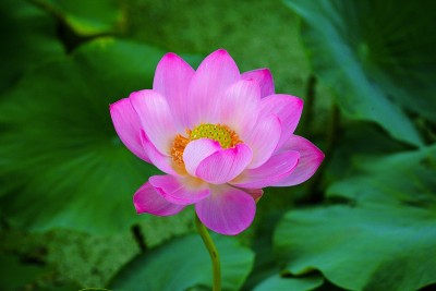 莲花