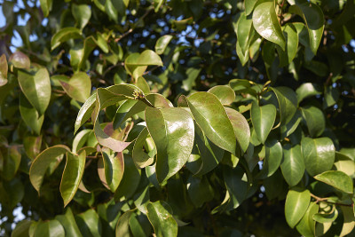 Ligustrum清明的