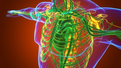 人体心脏与循环系统解剖医学概念3D