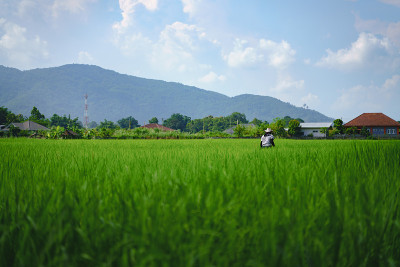 农民用水稻检查水田