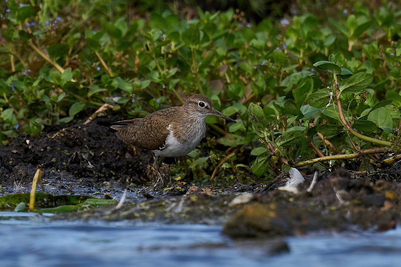 普通鹬(Actitis hypoleucos)