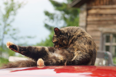 洗猫本身