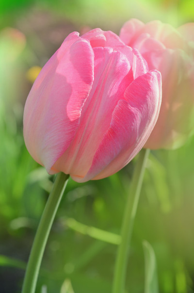 粉色鹦鹉郁金香花在花园里