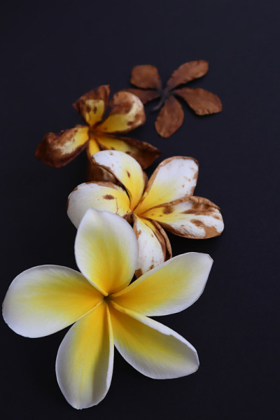 枯萎的花。