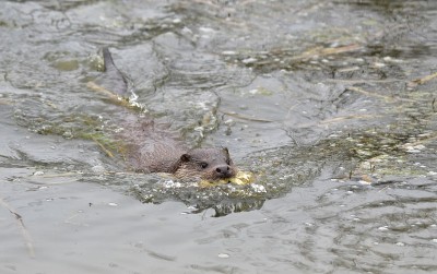 欧洲水獭