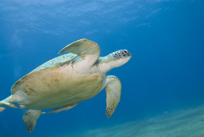 成年雌绿海龟(chelonia mydas)游动，带条纹
