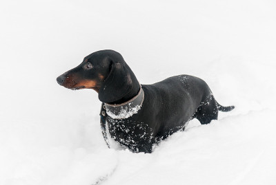 腊肠在雪地里