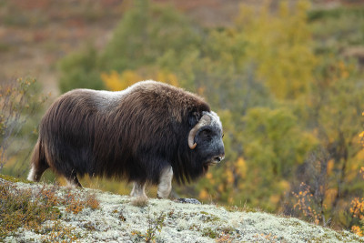 麝牛(Ovibos moschatus)，也拼为麝牛和麝牛站在秋天颜色的挪威Dovrefjell。
