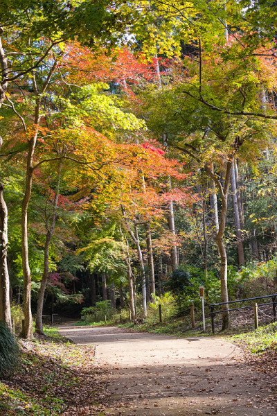 千叶市，千叶县，日本/泉自然公园千叶市，千叶县，日本