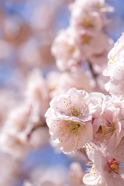 梅花