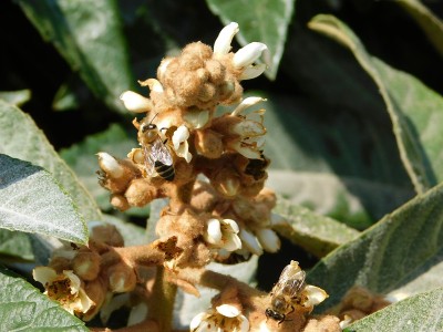 枇杷花和蜜蜂