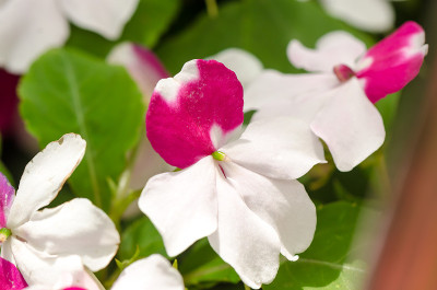 香脂花
