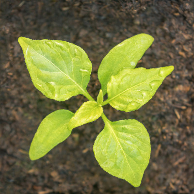 哈瓦那辣椒的种子发芽。胡椒发芽。