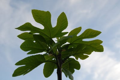 西班牙树上的无花果/无花果