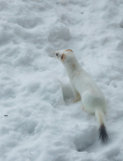 冬雪中的短尾黄鼠狼