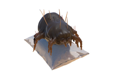 房子尘螨在枕头3d渲染