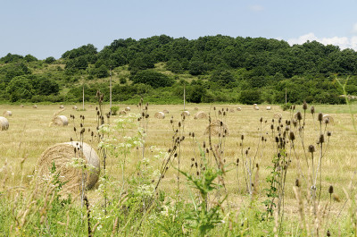 夏收时田里的稻草捆