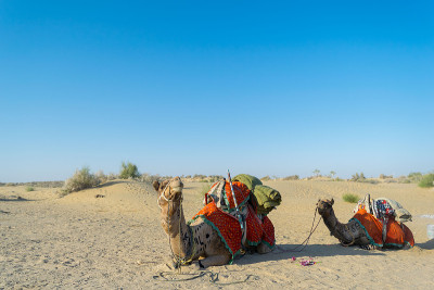 Jaisalmer的印度骆驼