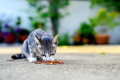 流浪猫在吃食物，背景是柔和的焦点和过光