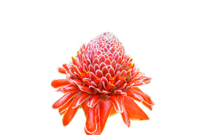 花开花落的背景