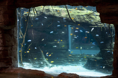 透过水族箱玻璃可以看到五颜六色的小鱼