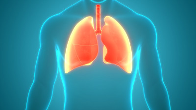 人体呼吸系统及肺解剖学