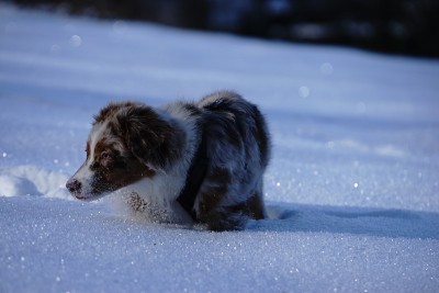 狗狗小狗冬天的雪