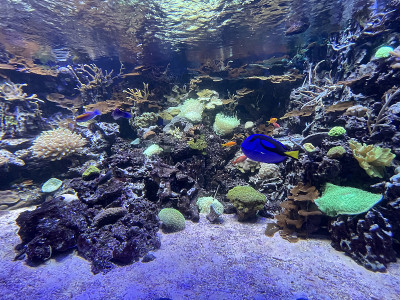 海洋生物