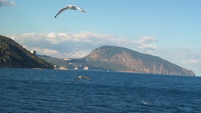 在陡峭的海岸上飞翔的鸟儿。