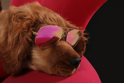 golden retriever puppy with sunglasses on red chai