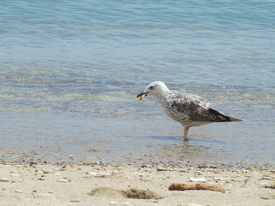 海滩上的海鸥