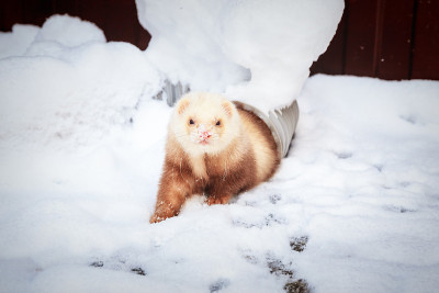Mustela putorius furo，在雪地里行走