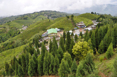 大吉岭有机茶园。