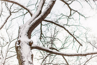 雪树