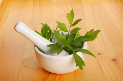 新鲜的独活草