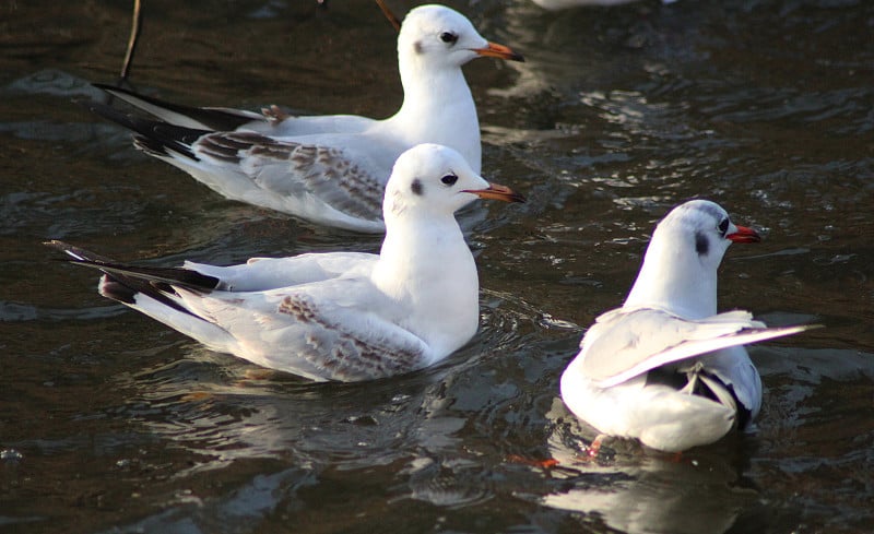 黑头鸥(chicocephalus ridbundus)