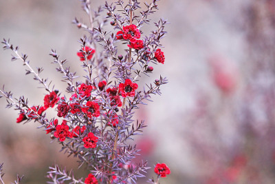 Leptospermum scoparium