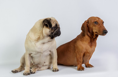 有趣的腊肠犬和哈巴狗
