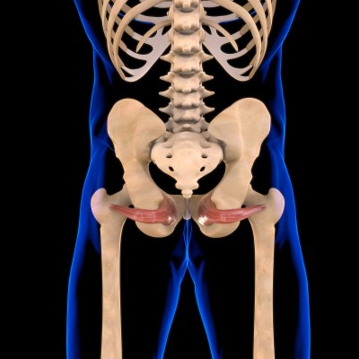 Obturator Internus Muscle Anatomy For Medical Conc