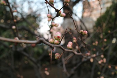 木瓜叶