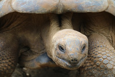 亚达伯拉巨龟，Dipsochelys gigantea，毛里求斯，印度洋，非洲