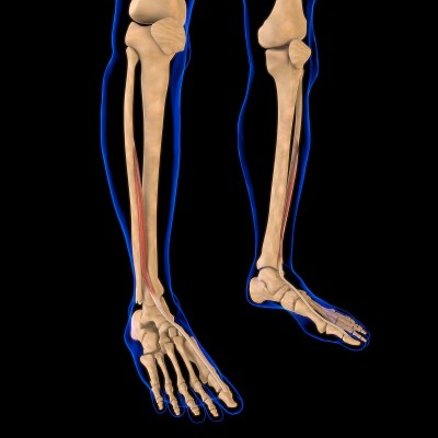 拇长伸肌解剖医学概念3D插图