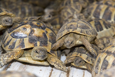 偷运的赫尔曼龟(Testudo hermanni)
