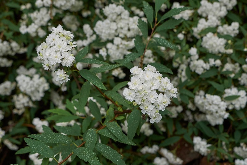 白色spiraea