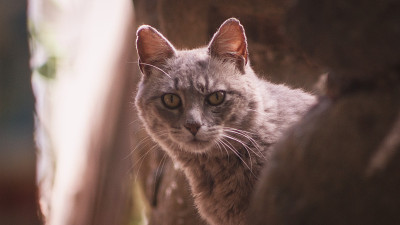猫盯着相机