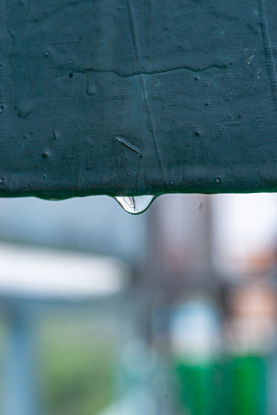 雨滴落在树枝上